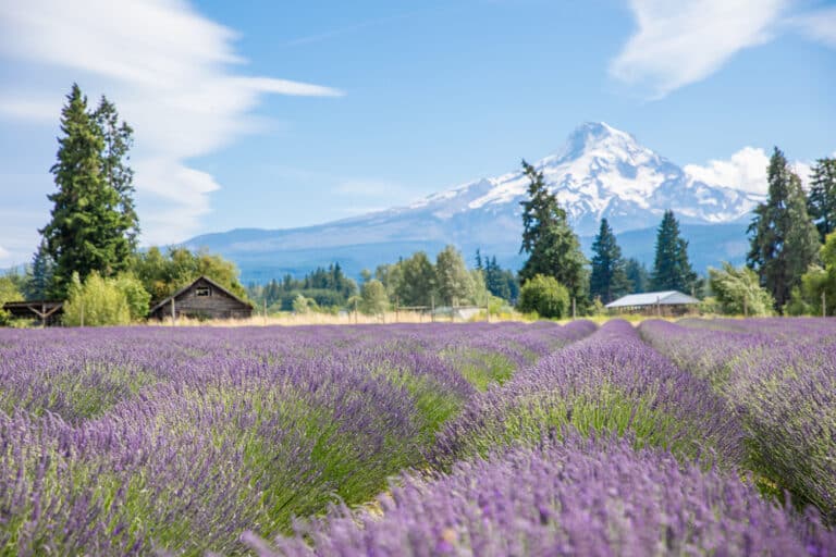 Photo of the Hood River Lavender Farm with Mount Hood off in the distance